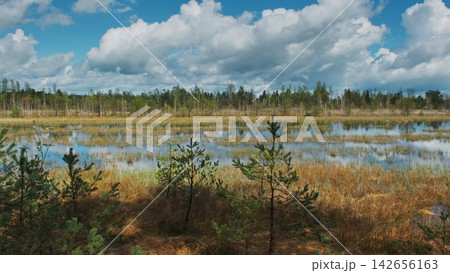 Bog lake landscape with forest under sky with clouds Bog lake landscape with forest under sky with clouds 142656163