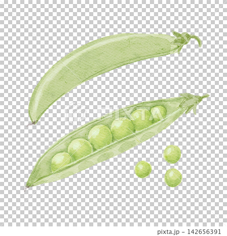 watercolour, watercolors, vegetables 142656391