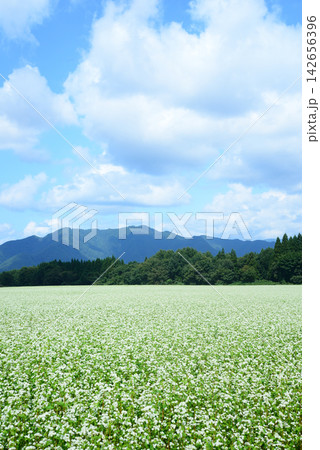 福島県下郷町 夏の終わりの沸き立つ雲の下、蕎麦の花が一面に咲き誇る（縦位置） 142656396