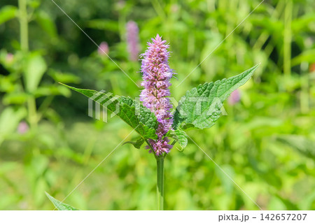Hyssop in meadow in sunny day. Pink flowering and spicy aroma. Agastache foeniculum with flowers is growing in cottage garden. Medicinal herbaceous perennial. Hyssop in meadow in sunny day. Pink flowering and spicy aroma. Agastache foeniculum with flowers is growing in cottage garden. Medicinal herbaceous perennial. 142657207