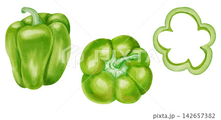 Watercolor green bell pepper set with whole, half, slice, leaf, flower, seeds. Hand drawn paprika vegetable elements isolated on white background. For kitchen textiles, packaging, harvest, agriculture 142657382