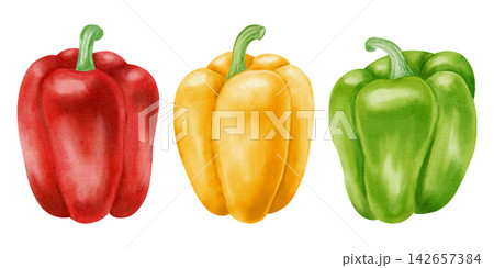 Watercolor bell pepper set with red, yellow, green capsicum, leaf, flower. Hand drawn sweet paprika vegetable element isolated on white background. For kitchen textile, packaging, harvest, agriculture 142657384