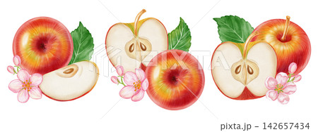 Watercolor illustration set of apple compositions with whole fruits, cut slice, leaves, flowers isolated on white background. Perfect for product logo, market posters, food packaging, textile patterns 142657434