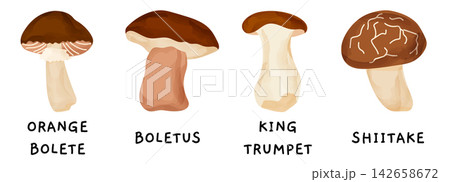 Typography flat children fall vector mushroom forest eat education book. Illustration for stock use features simple doodle style. Mushroom and vegetable collection on ground. Typography flat children fall vector mushroom forest eat education book. Illustration for stock use features simple doodle style. Mushroom and vegetable collection on ground. 142658672