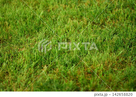 Abstract Fresh Green Grass Lawn Texture Background Abstract Fresh Green Grass Lawn Texture Background 142658820