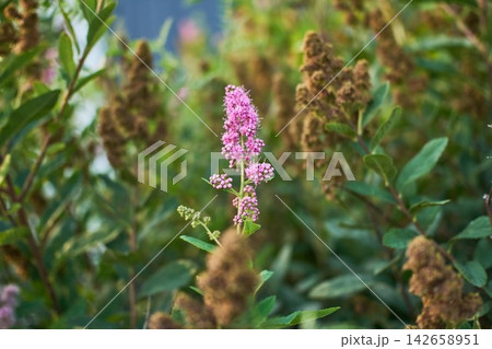 Blooming Pink Douglas Spirea Flower Spike in Summer Garden 142658951