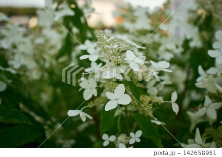 White Panicle Hydrangea Flowers Blooming Close Up White Panicle Hydrangea Flowers Blooming Close Up 142658981