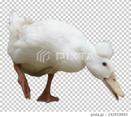White crested duck with a fluffy feather tuft on its head standing against a plain white background. The domestic waterfowl is leaning forward with one leg lifted. Isolated object for design use. 142659983