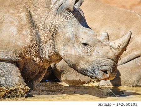 Rhino, water and animal with horn for safari holiday, outdoor habitat and vacation travel with adventure. White rhinoceros, game park and indigenous for trophy hunting and poaching in South Africa 142660103
