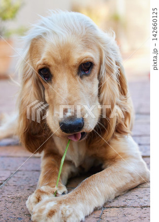 Dog, animal and eating grass outdoor with face on paving with hunger and peaceful furry pet. Cocker spaniel, puppy and fluffy companion for security, support and wellness on backyard floor of home 142660125