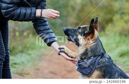 Animal training, outdoor and owner teaching dog respect, patience and obedience or trust with snack. Person, pet or german shepherd in park together with treat for coaching, reward and eating Animal training, outdoor and owner teaching dog respect, patience and obedience or trust with snack. Person, pet or german shepherd in park together with treat for coaching, reward and eating 142660196