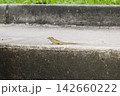 路上のトカゲ 142660222