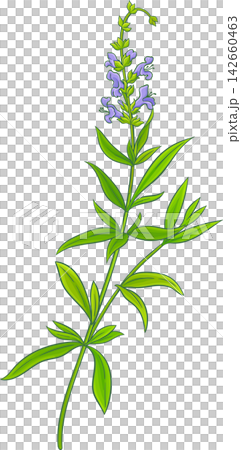 Hyssop Plant Colored Detailed Illustration Hyssop Plant Colored Detailed Illustration 142660463