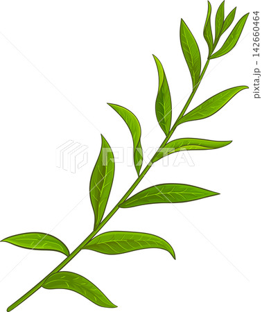 Lemon Verbena Branch Colored Detailed Illustration Lemon Verbena Branch Colored Detailed Illustration 142660464