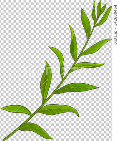Lemon Verbena Branch Colored Detailed Illustration Lemon Verbena Branch Colored Detailed Illustration 142660464