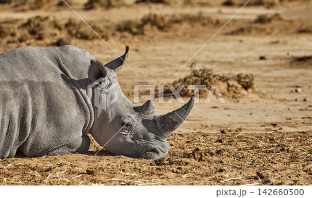 Field, grass and Rhinoceros relax in nature with peace, sleeping or eating in natural environment, plant or organic diet. Safari, wildlife and lazy black Rhino in Namibia habitat for poaching safety Field, grass and Rhinoceros relax in nature with peace, sleeping or eating in natural environment, plant or organic diet. Safari, wildlife and lazy black Rhino in Namibia habitat for poaching safety 142660500