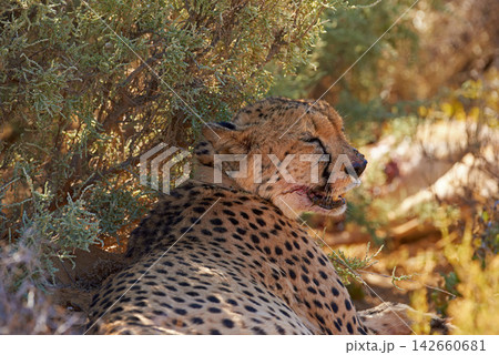 Cheetah, wildlife and relaxing with tree in natural habitat, lying or resting with spotted pattern in nature. Outdoor predator, wild cat or big five hunter under bush or shade in wilderness or jungle Cheetah, wildlife and relaxing with tree in natural habitat, lying or resting with spotted pattern in nature. Outdoor predator, wild cat or big five hunter under bush or shade in wilderness or jungle 142660681