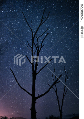 Night, sky and silhouette of trees by stars, galaxy and universe outdoor in nature by astrology an cosmos. Space, peace and shadow of plants by sunset, environment and light for calm in forest Night, sky and silhouette of trees by stars, galaxy and universe outdoor in nature by astrology an cosmos. Space, peace and shadow of plants by sunset, environment and light for calm in forest 142660728