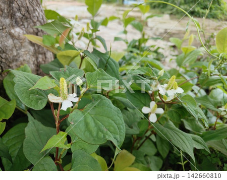 ドクダミの花 ドクダミの花 142660810