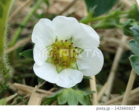 イチゴの花 イチゴの花 142660827