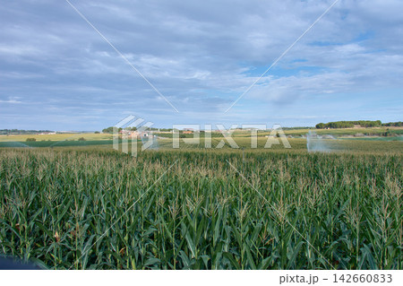 Modern agricultural irrigation in action on green corn plantations in the fertile Pla de la Font region of Lleida Modern agricultural irrigation in action on green corn plantations in the fertile Pla de la Font region of Lleida 142660833
