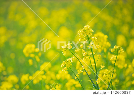 一面に咲く菜の花 一面に咲く菜の花 142660857