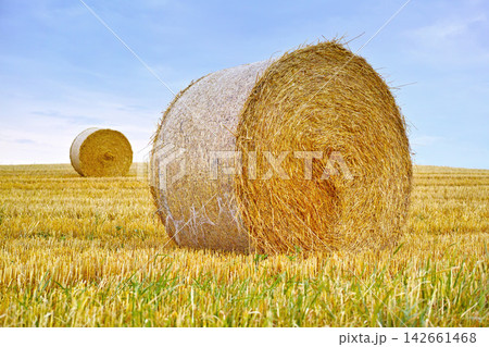 Hay, bale and stack of grass in field from harvest of straw in summer on farm with agriculture. Farming, landscape and haystack collection to graze from sustainable growth in countryside or pasture 142661468