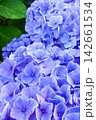 可憐な紫のアジサイの花-A delicate purple hydrangea flower- 142661534