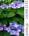 可憐な紫のアジサイの花-A delicate purple hydrangea flower- 142661535