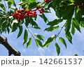 青空と赤いサクランボの果実-Blue Sky and Red Cherries- 142661537