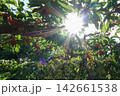 木漏れ日とサクランボの木-Dappled Sunlight and a Cherry Tree- 142661538
