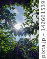 木漏れ日とサクランボの木-Dappled Sunlight and a Cherry Tree- 142661539
