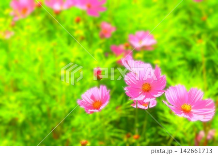 秋の花だより 142661713