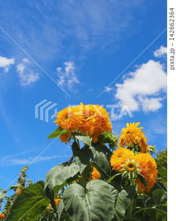 夏と向日葵 夏と向日葵 142662364