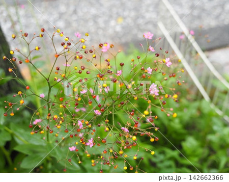 ポンポンしたお花 142662366
