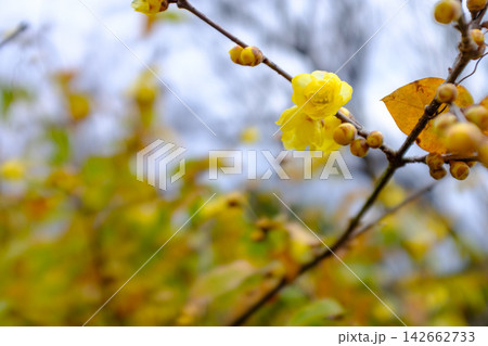 早春を告げる黄色い蝋梅の花 142662733