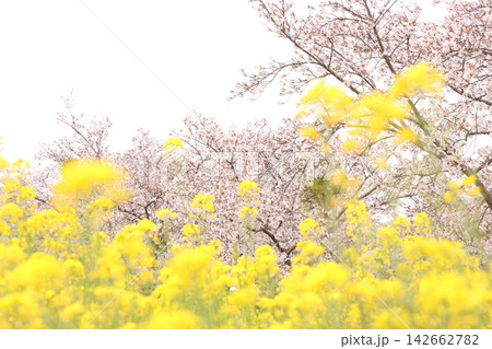 桜と菜の花のある風景 桜と菜の花のある風景 142662782