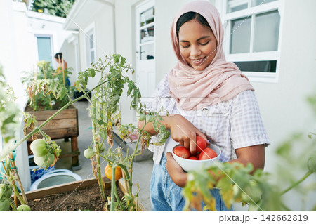 Muslim woman, gardening and fruit in home backyard or growing vegetables or fresh tomato, herbs or sustainability. Female person, hijab and hobby as plant environment or healthy, organic or harvest Muslim woman, gardening and fruit in home backyard or growing vegetables or fresh tomato, herbs or sustainability. Female person, hijab and hobby as plant environment or healthy, organic or harvest 142662819