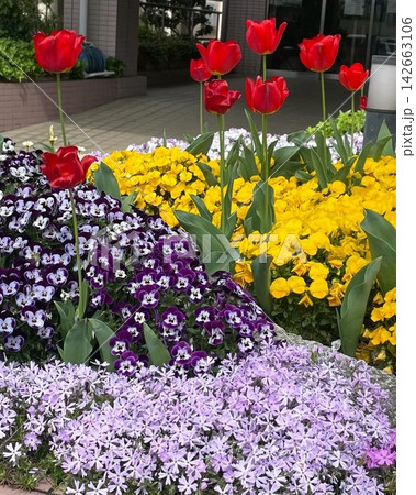 カラフルな心癒される花達 カラフルな心癒される花達 142663106
