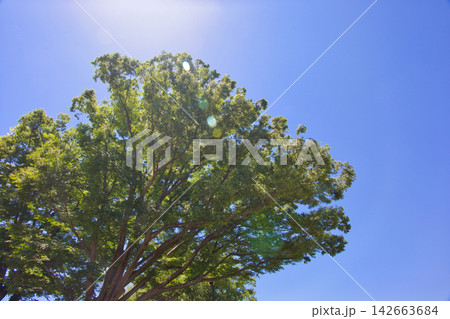 見上げると空と木 新緑 見上げると空と木 新緑 142663684