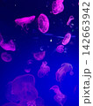 クラゲ 142663942