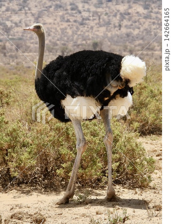Somali Ostrich Standing in African Grassland Somali Ostrich Standing in African Grassland 142664165