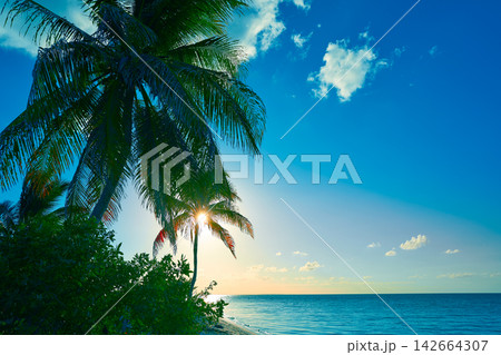 Holbox island sunset palm tree Mexico Holbox island sunset palm tree Mexico 142664307