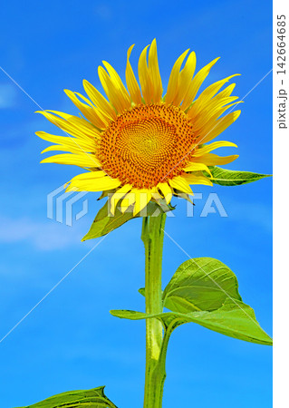 家の周りの草花　四季の色々　農園の花畑に美しい大輪のヒマワリの花が青空に向かって咲いています 142664685