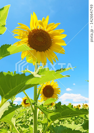家の周りの草花　四季の色々　農園の花畑に美しい大輪のヒマワリの花が青空に向かって咲いています 142664749