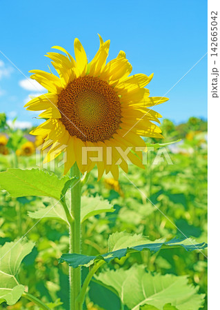 家の周りの草花　四季の色々　農園の花畑に美しい大輪のヒマワリの花が青空に向かって咲いています 142665042