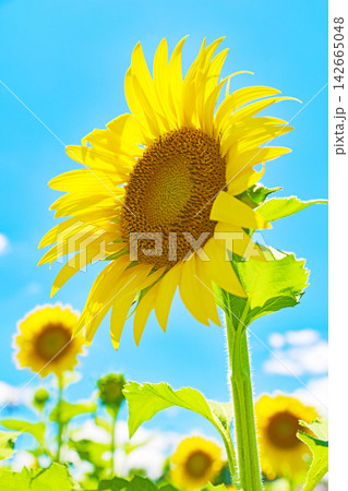 家の周りの草花　四季の色々　農園の花畑に美しい大輪のヒマワリの花が青空に向かって咲いています 142665048