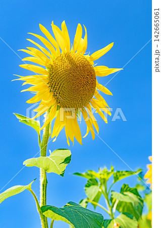 家の周りの草花　四季の色々　農園の花畑に美しい大輪のヒマワリの花が青空に向かって咲いています 142665061