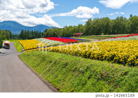Panoramic view of vibrant rainbow flower fields and rolling hills in Shikisai no Oka with orange marigolds in foreground, Biei, Hokkaido, Japan Panoramic view of vibrant rainbow flower fields and rolling hills in Shikisai no Oka with orange marigolds in foreground, Biei, Hokkaido, Japan 142665189