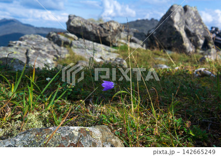 Purple bellflower on the background of the mountains 142665249